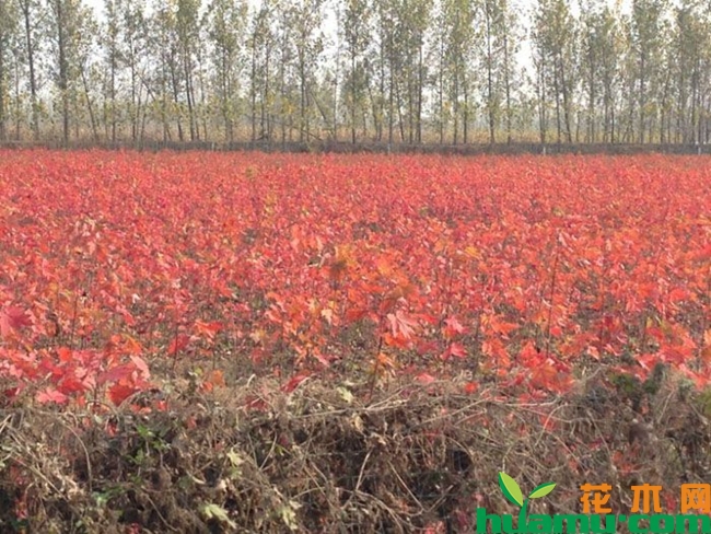 美国红枫种植图片2.jpg