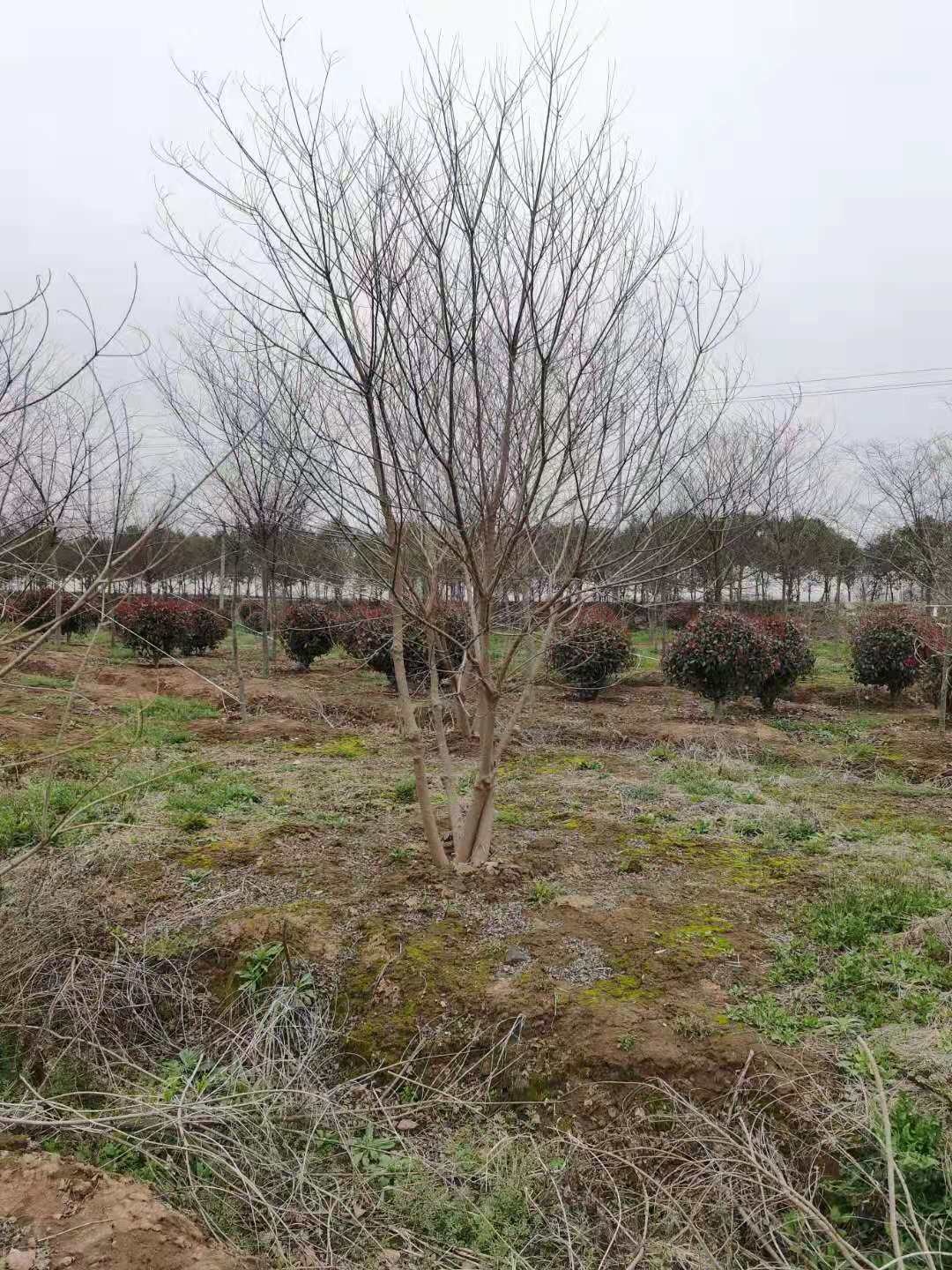 3米丛生乌桕多少钱一棵 丛生乌桕价格 3米丛生乌桕多少钱一棵 丛生乌桕价格