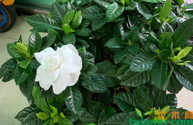 栀子花 栀子花