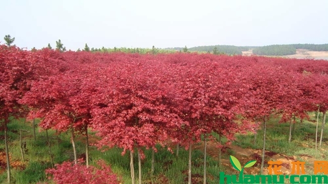 美国红枫种植实拍图片.jpg