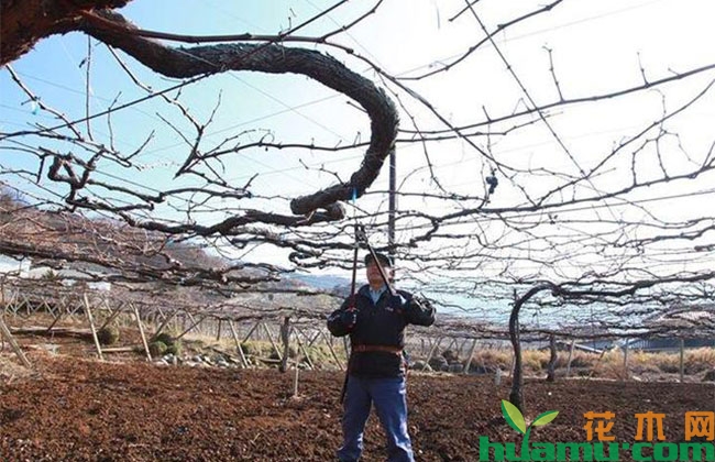 日本葡萄种植技术有哪些秘密? 日本葡萄种植技术有哪些秘密?