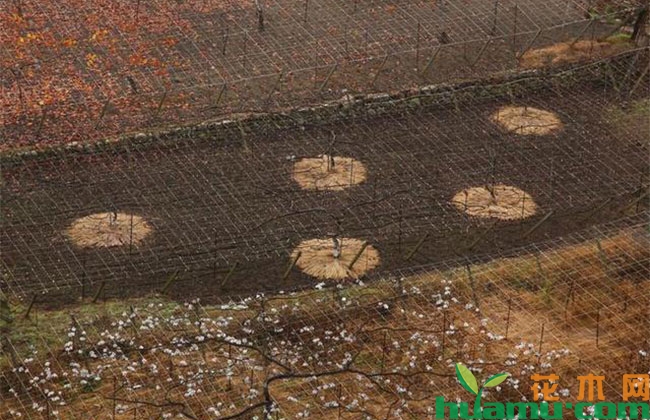 日本葡萄种植技术有哪些秘密? 日本葡萄种植技术有哪些秘密?