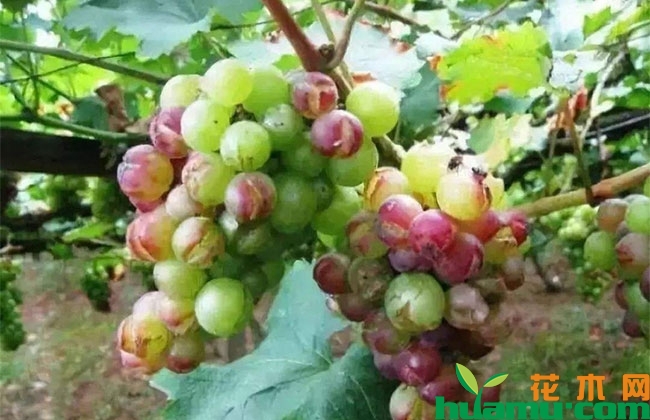 葡萄裂果