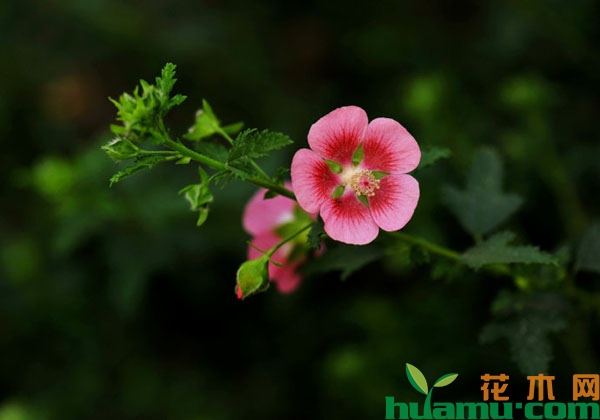 小木槿花