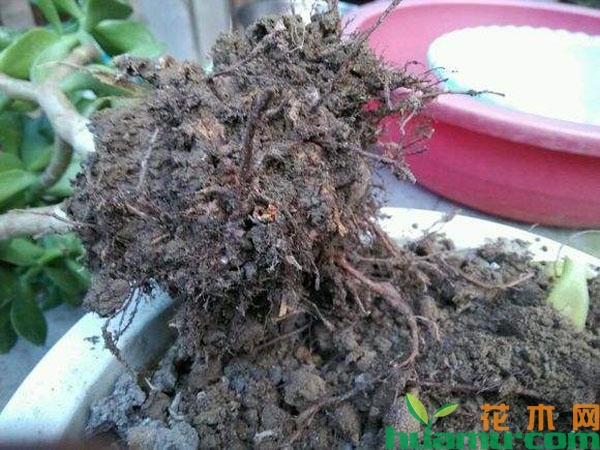 玉树烂根的拯救方法