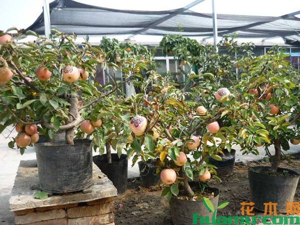 苹果树