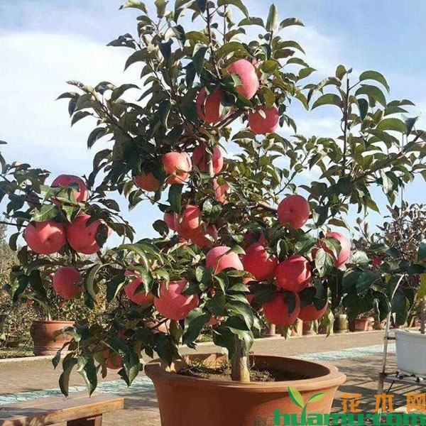 苹果树盆栽
