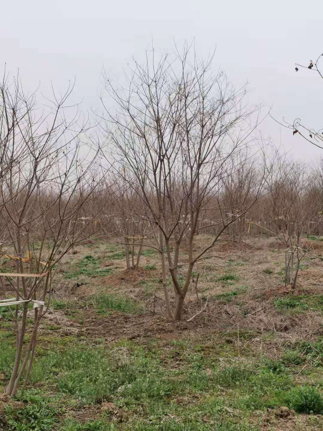 原生丛生乌桕树多少钱一棵 乌桕基地报价 原生丛生乌桕树多少钱一棵 乌桕基地报价