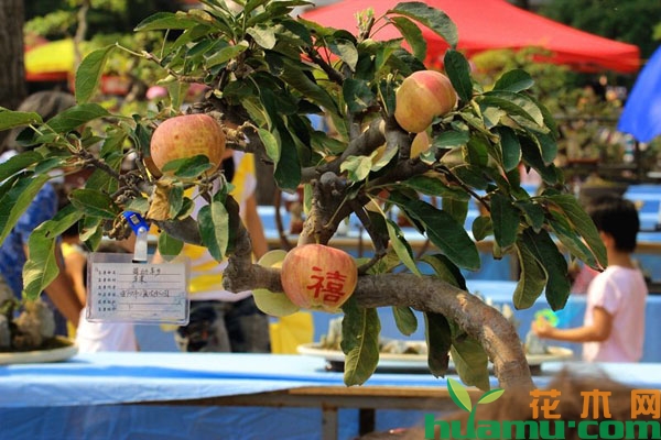 苹果树盆栽