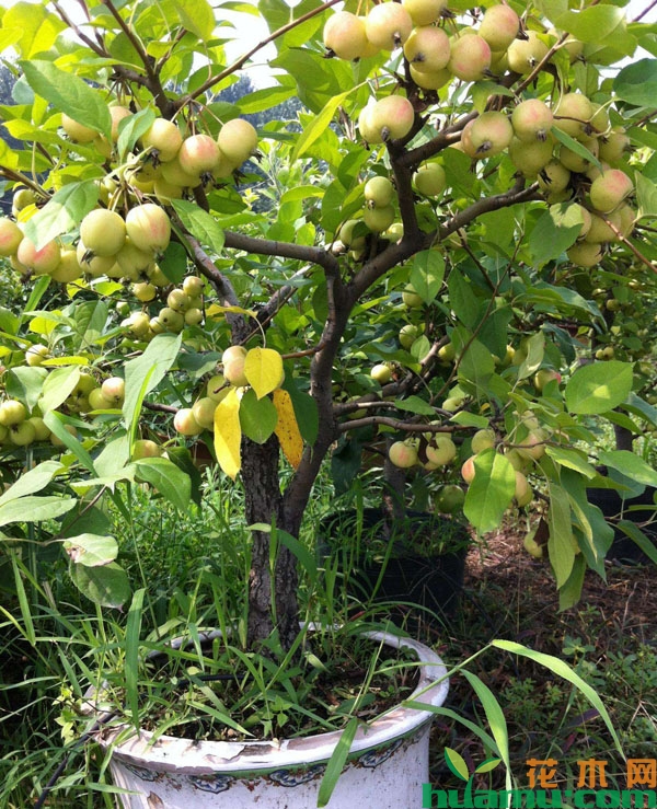 苹果树盆栽