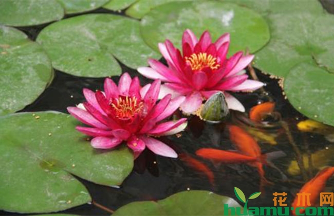 种植睡莲有什么技巧?