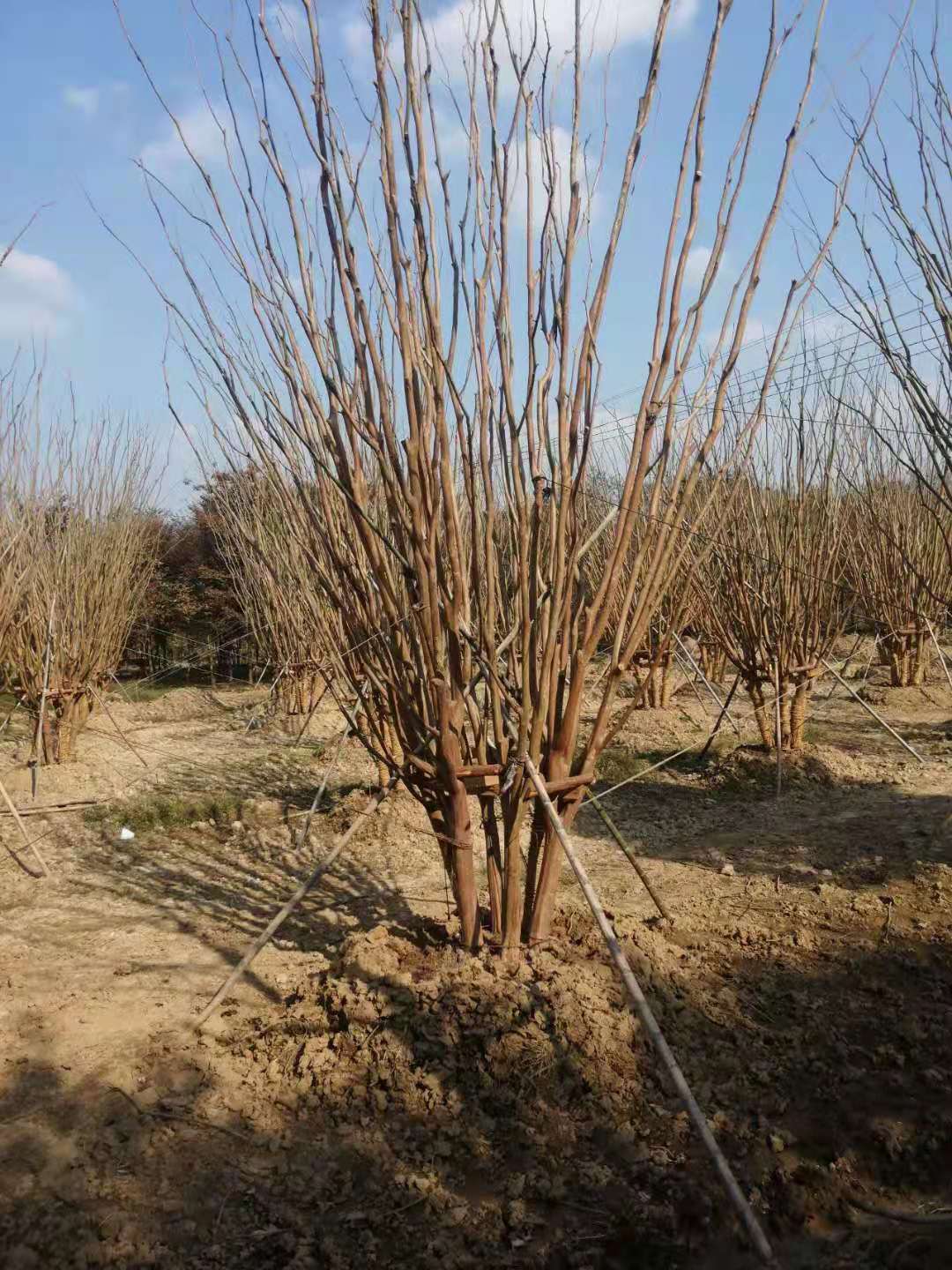 冠幅1.5米丛生紫薇价格多少钱