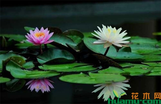 种植睡莲有什么技巧? 种植睡莲有什么技巧?