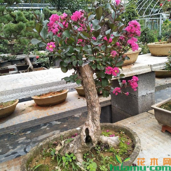紫薇树