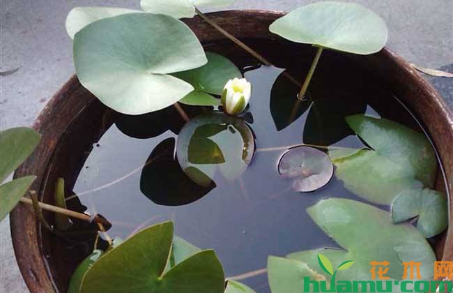 种植睡莲有什么技巧? 种植睡莲有什么技巧?