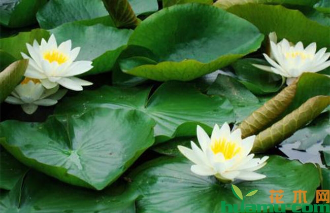 种植睡莲有什么技巧? 种植睡莲有什么技巧?