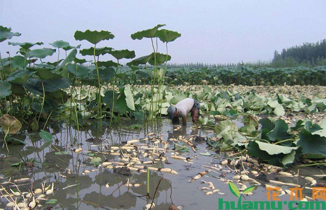莲藕怎么种植?