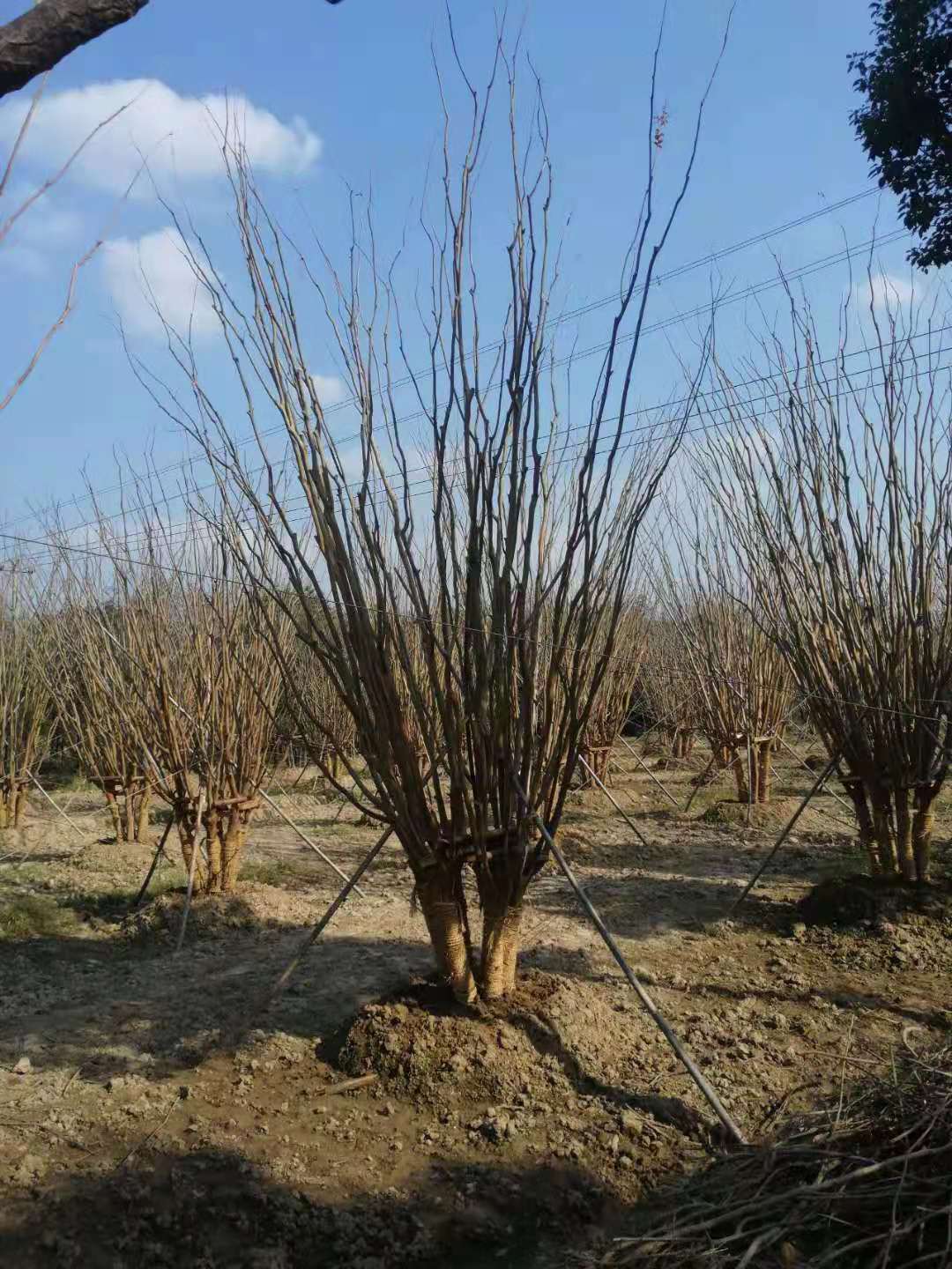 冠幅1米5丛生紫薇价格多少钱 冠幅1米5丛生紫薇价格多少钱图片