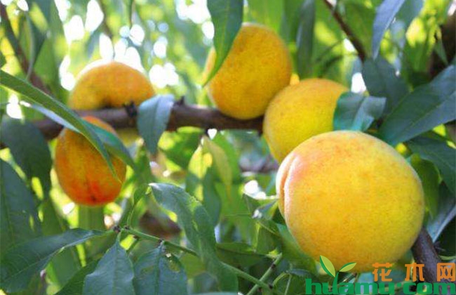 桃树夏季管理技术 桃树夏季管理技术