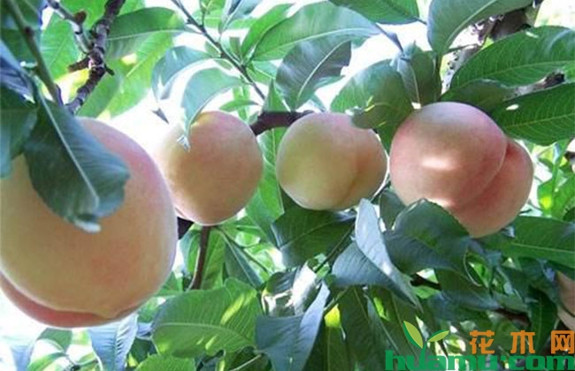 桃树夏季管理技术 桃树夏季管理技术
