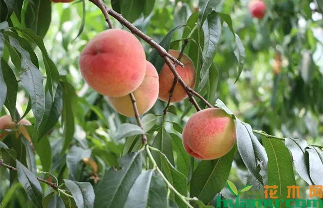 桃树夏季管理技术 桃树夏季管理技术