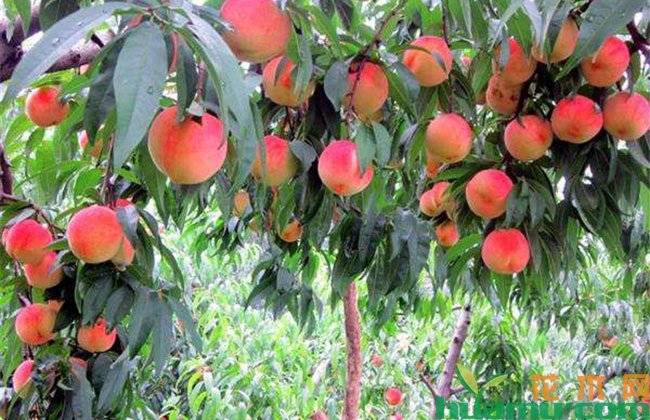 桃树夏季管理技术 桃树夏季管理技术