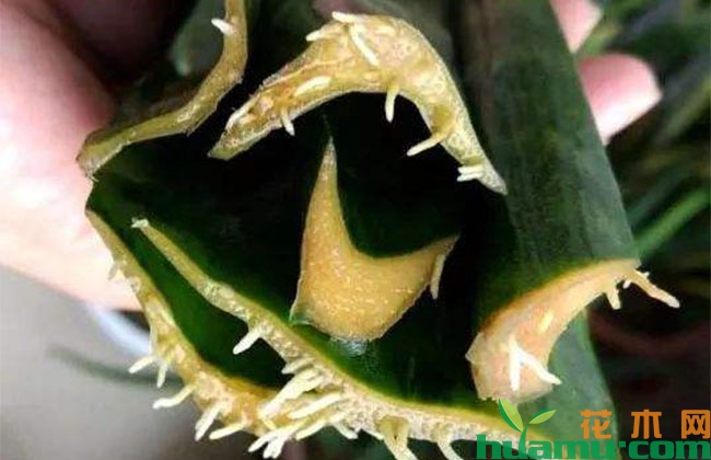 虎皮兰水插方法和技术要点 虎皮兰水插方法和技术要点