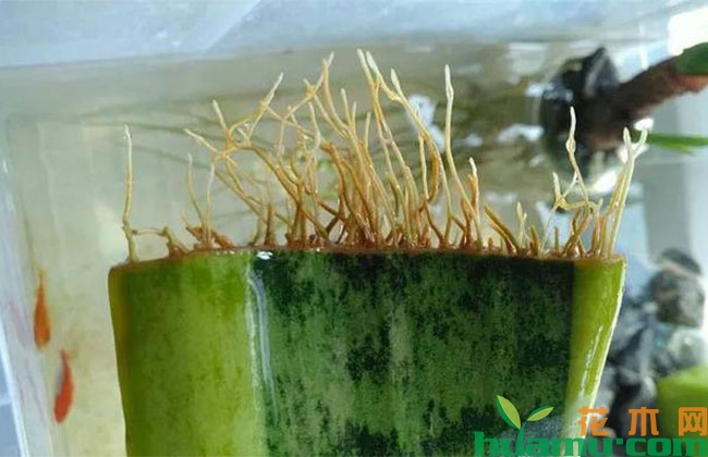 虎皮兰水插方法和技术要点 虎皮兰水插方法和技术要点