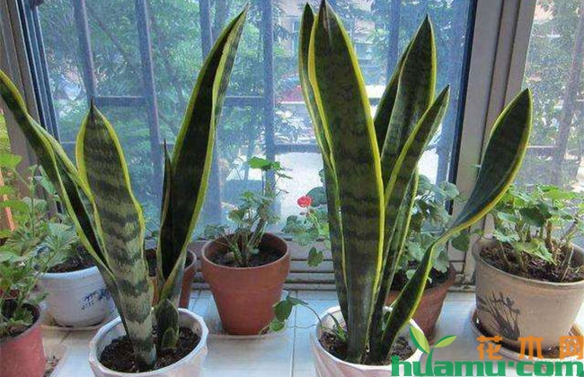 虎皮兰水插方法和技术要点 虎皮兰水插方法和技术要点