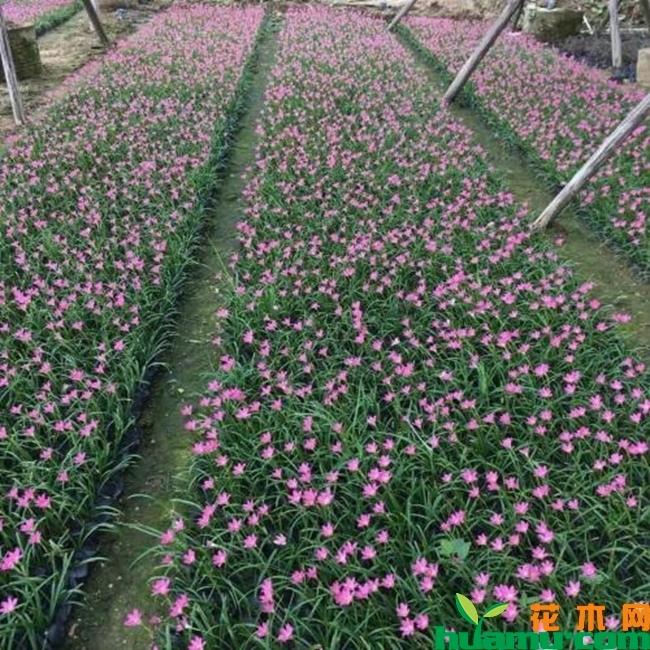 风雨兰种植基地实拍图片.jpg