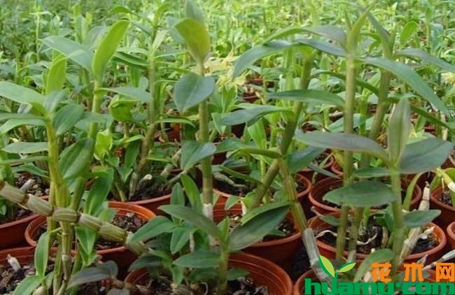 铁皮石斛盆栽种植方法