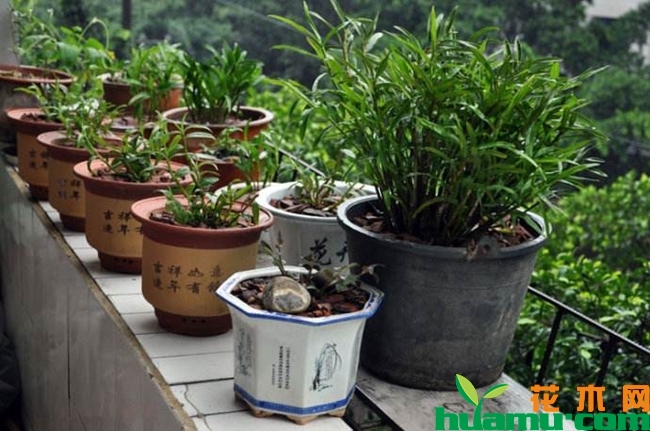 铁皮石斛盆栽种植图片2.jpg