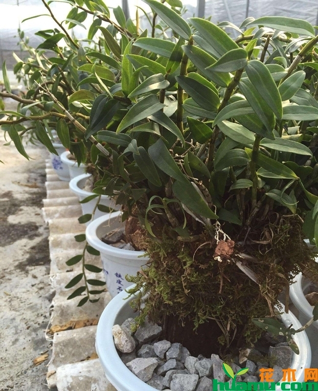 铁皮石斛盆栽种植图片3