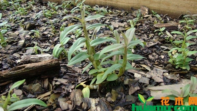 铁皮石斛盆栽种植图片6.jpg