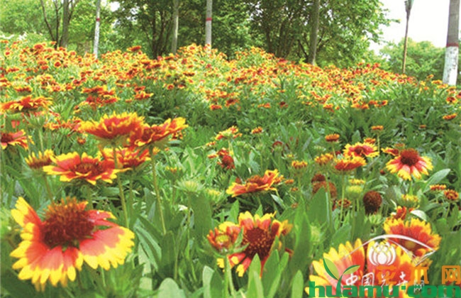 非洲菊高优栽培技术 非洲菊高优栽培技术