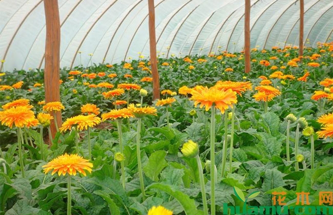 非洲菊高优栽培技术 非洲菊高优栽培技术