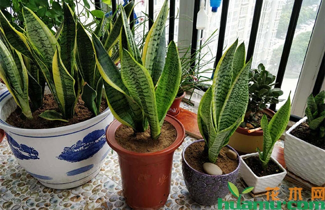 夏季卧室养几种清新花草舒缓身心 夏季卧室养几种清新花草舒缓身心