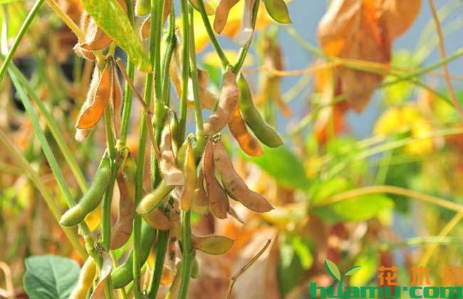 黄豆种植技术详解 黄豆种植技术详解