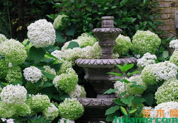 绣球花