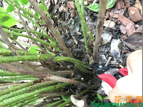 绣球花修剪