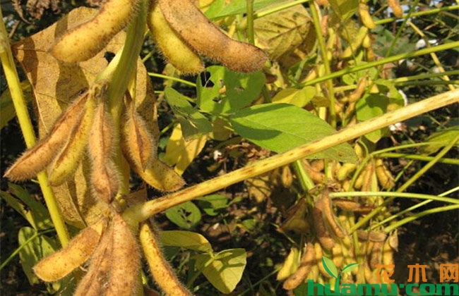 黄豆种植技术详解 黄豆种植技术详解