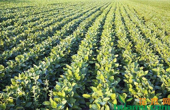 黄豆种植技术详解 黄豆种植技术详解
