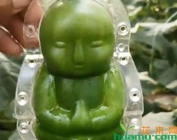黄瓜“人参果”的种植技术