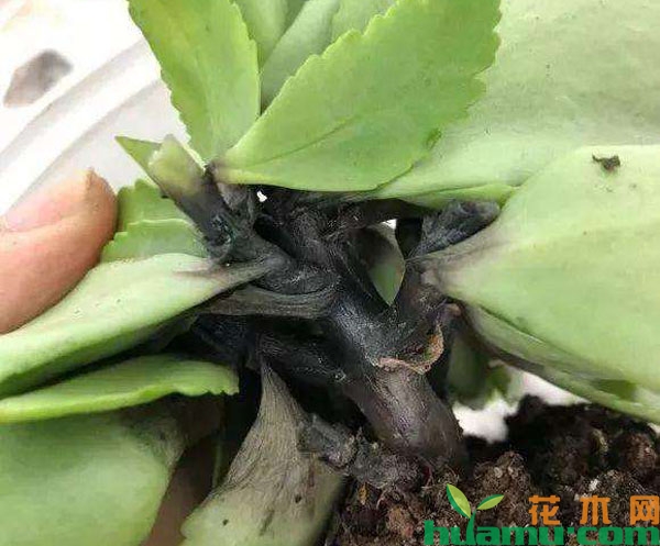 长寿花黑腐