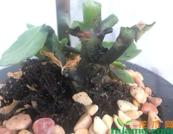 长寿花黑腐