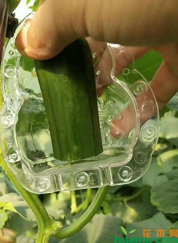 黄瓜截断