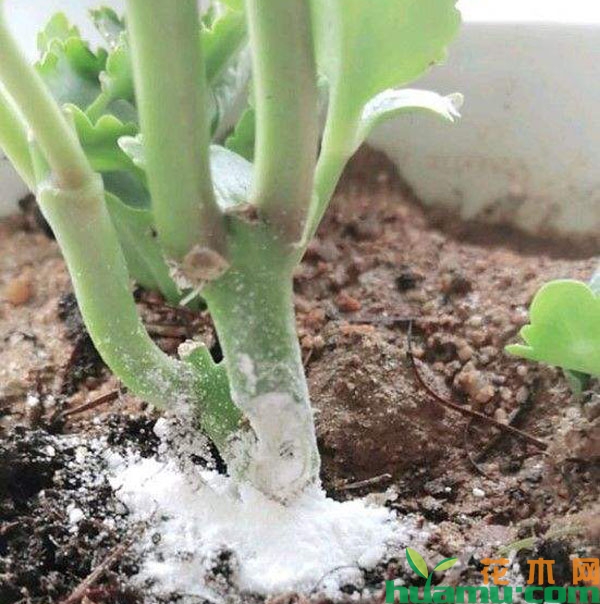 长寿花涂多菌灵