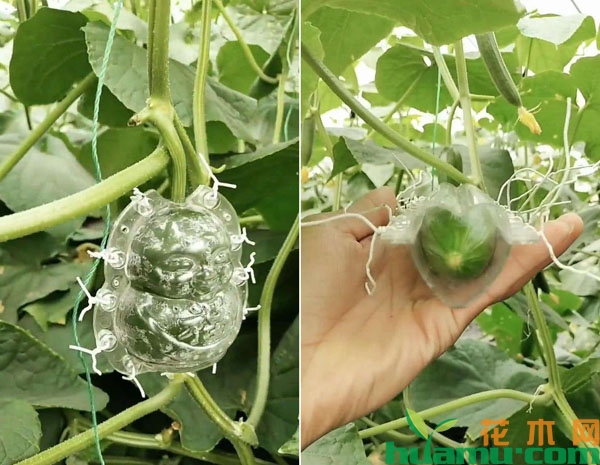 黄瓜加模具