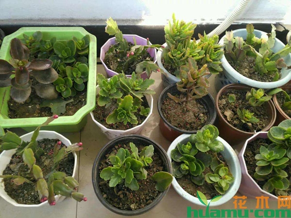 长寿花