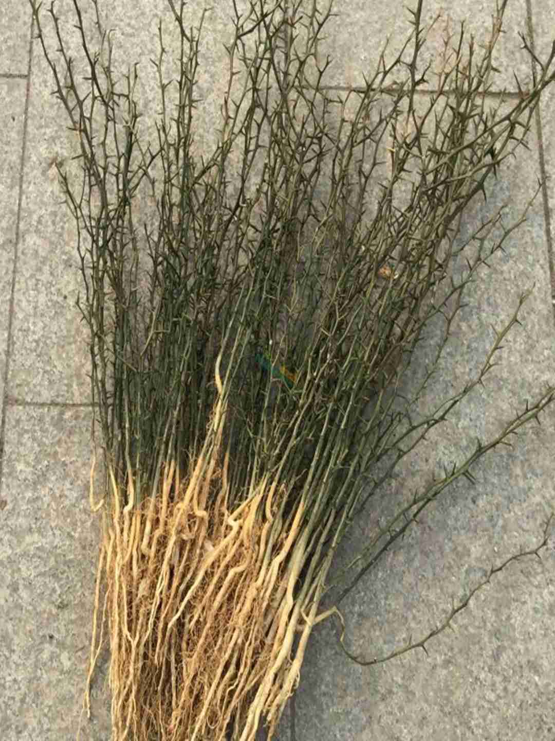 正宗枸橘苗多少钱一棵 1米1.5米枸橘小苗价格
